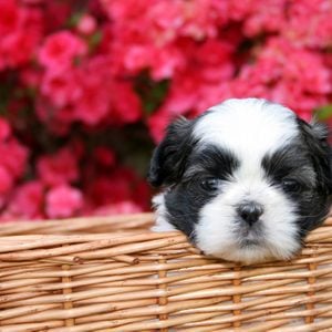 A cute little Shih Tzu puppy in a basket with a blooming Azalea bush as the background.