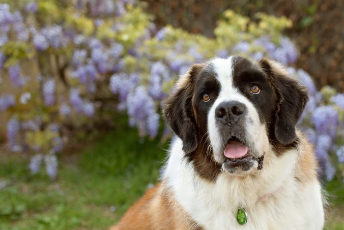 St. Bernard dog is looking up by wisteria vines in the yard. This Big puppy has her mouth open as if she is about to comment on something
