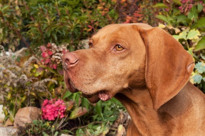 Hungarian hound. Dog look into the lens. Portrait of a Hungarian Vizla. Dog's eyes. Sunny day on the hunt.