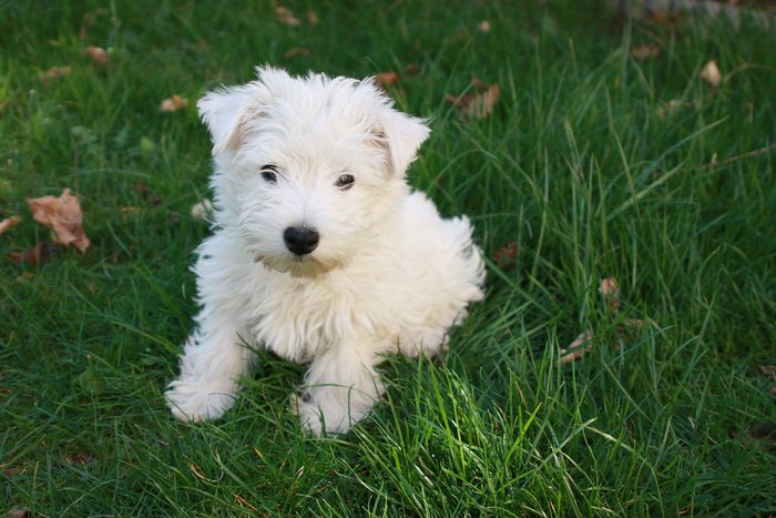 Westie puppy - West Highland White Terrier dog sitting on green grass