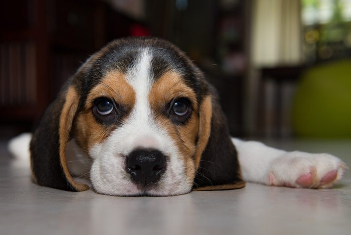 beagle puppy, beagle puppy at home.