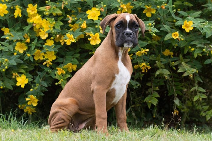 Red and White Boxer Dog puppy playing in garden