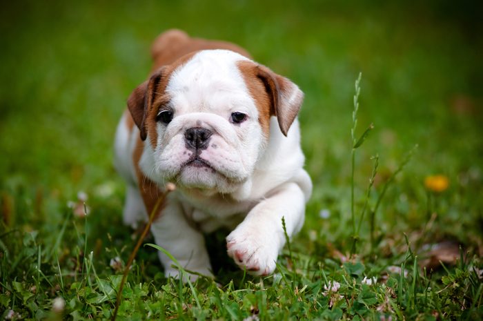 Can You Guess the Dog Breed Based on Its Puppy Picture? | Reader's Digest
