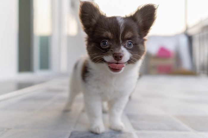 Chihuahua puppy. Beautiful dog
