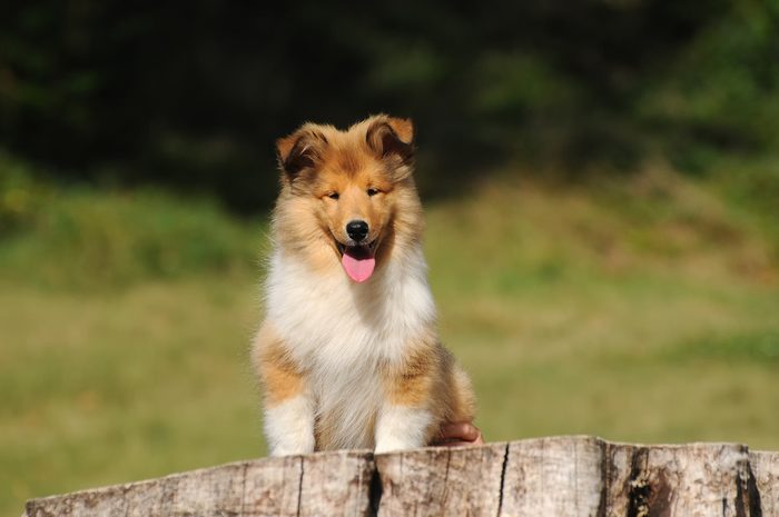 Portrait of rough collie dog in outdoors.