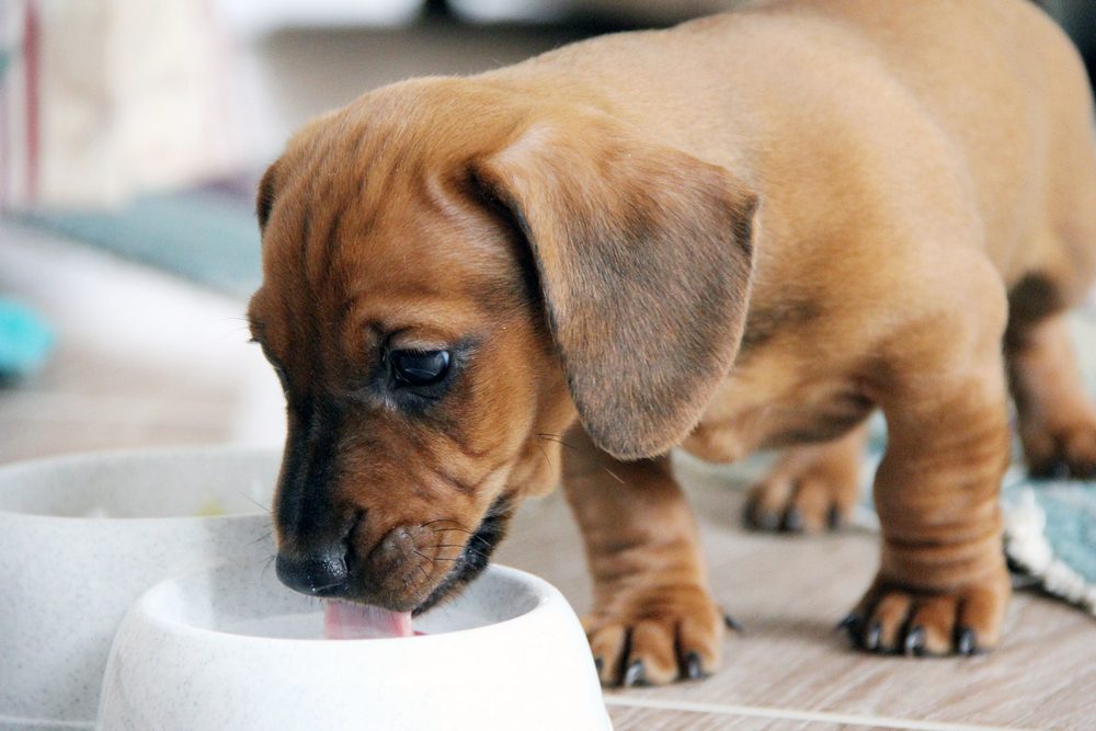 Two months old dachshund puppy smooth eating from a white bowl
