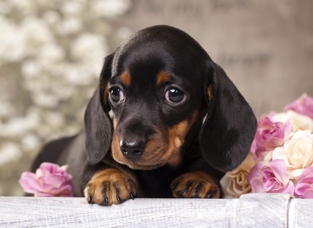 dachshund puppy 