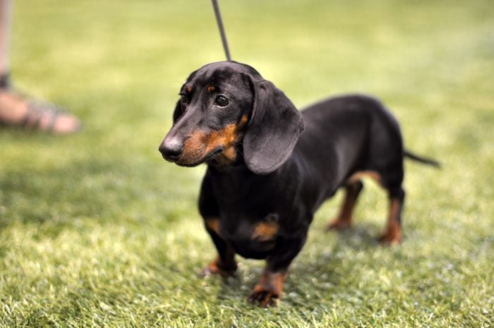 Black and tan dachshund dog on exhibition on a leash