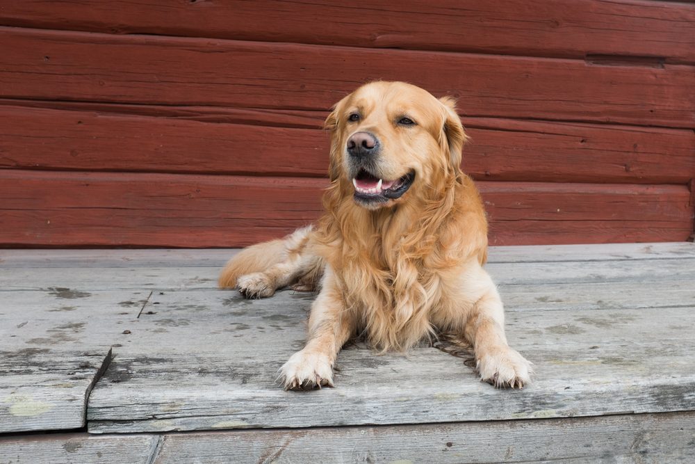 Dog (Golden retriever male) lying on wooden deck, red timber wall as background.