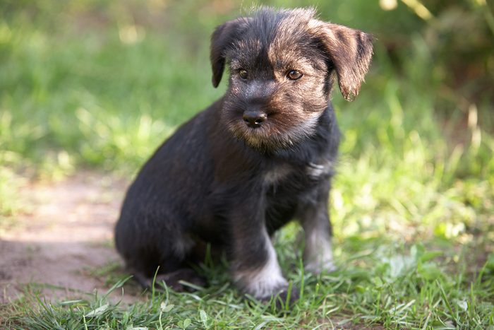Mittelschnauzer puppy. Mittel Schnauzer pup sit on green grass