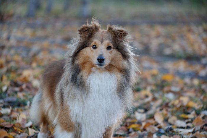 Sable shetland sheepdog puppy is standing in the autumn park. Shetland collie or sheltie. Close up. Pet animals.