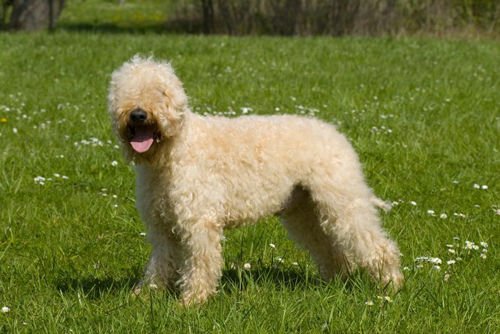 Irish soft coated wheaten terrier dog