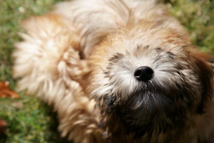 A pure bred Wheaten Terrier puppy dog in a playful mood.