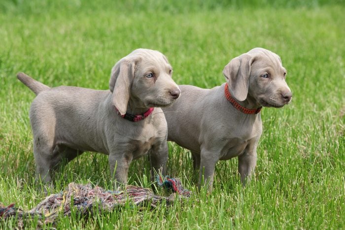 Two puppies weimaraner
