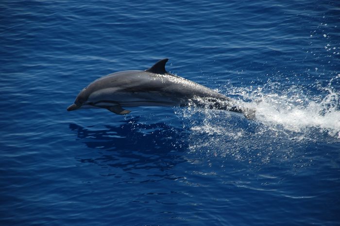 Dolphin Swimming at Sri Lanka South Sea's
