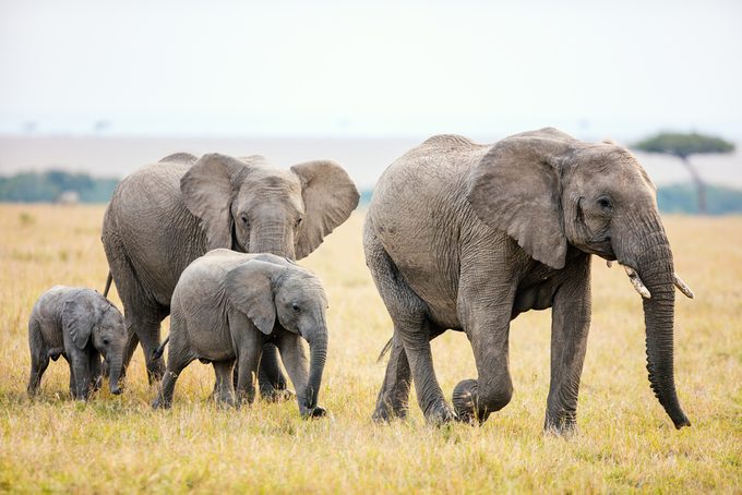 Elephants in safari park in Kenya Africa