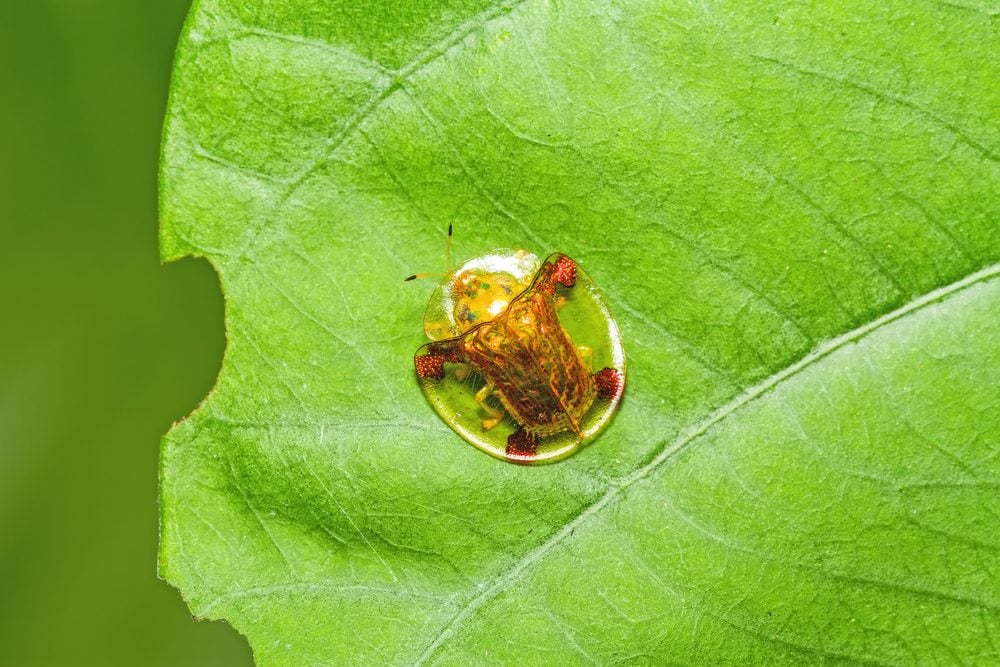 Golden tortoise beetle on green leaf with holes, eaten by insect