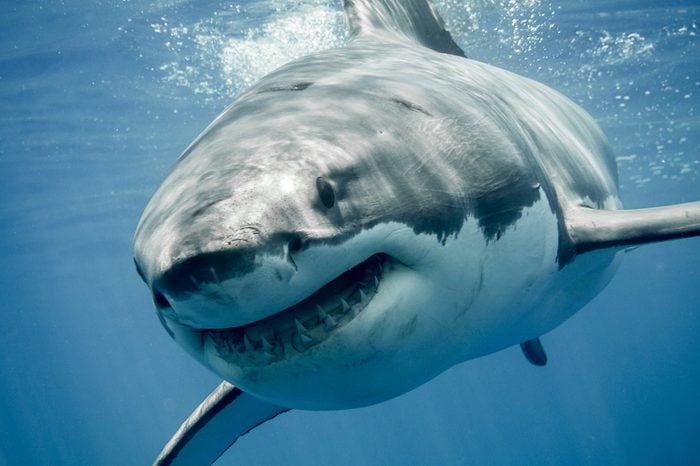 Great white shark smiling