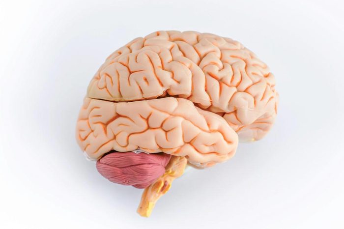 human brain view from the profile on a white background