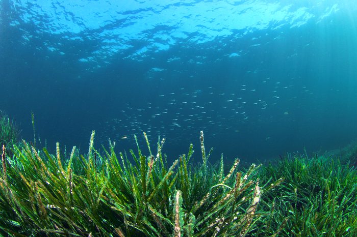 Sea Grass Background Underwater