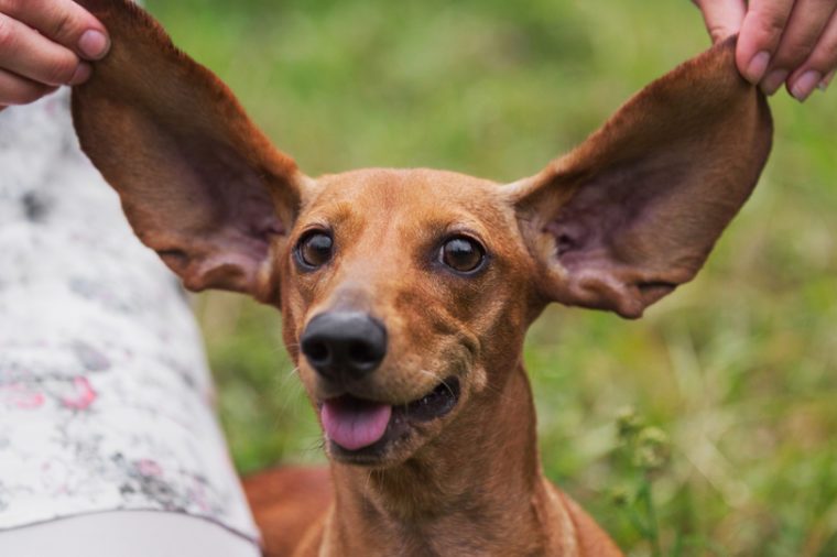 How to Clean Dog Ears How Often You Should Do It Reader