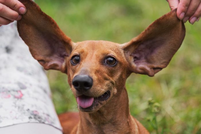 How often should you clean a puppy’s ears?