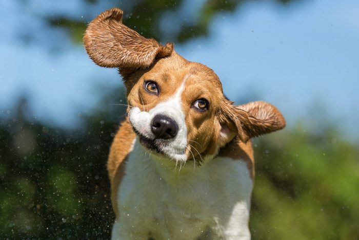Wet Beagle dog shaking his head
