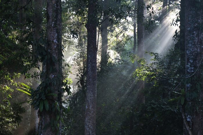 Sun rays coming through green forest leafs. Tawau Hills Park, Borneo, Malaysia, Southeast asia.