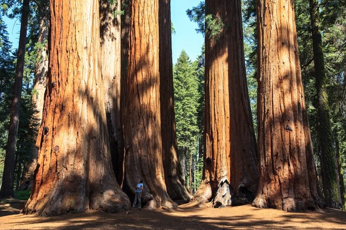 Redwoods of Giant Redwoods National Park California. U.S