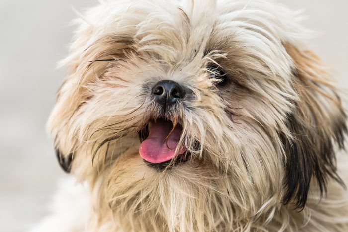 Shih Tzu, also known as the Chrysanthemum Dog, is a toy dog breed sitting on floor with showing tongue