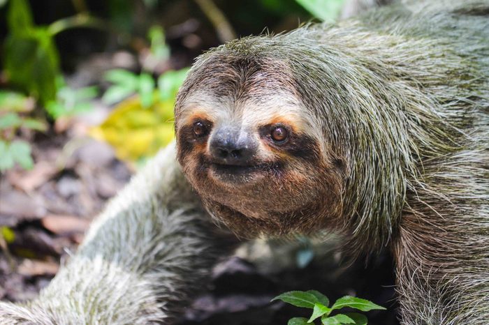 Sloth - Costa Rica - Wild - Jungle - Rainforest