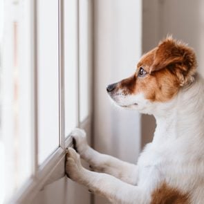 cute small dog standing on two legs and looking away by the window searching or waiting for his owner. Pets indoors