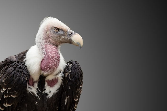 A Ruppell's Griffon Vulture (Gyps rueppellii), portrait, close-up, isolated on gray background.