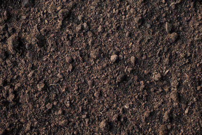 dirt soil