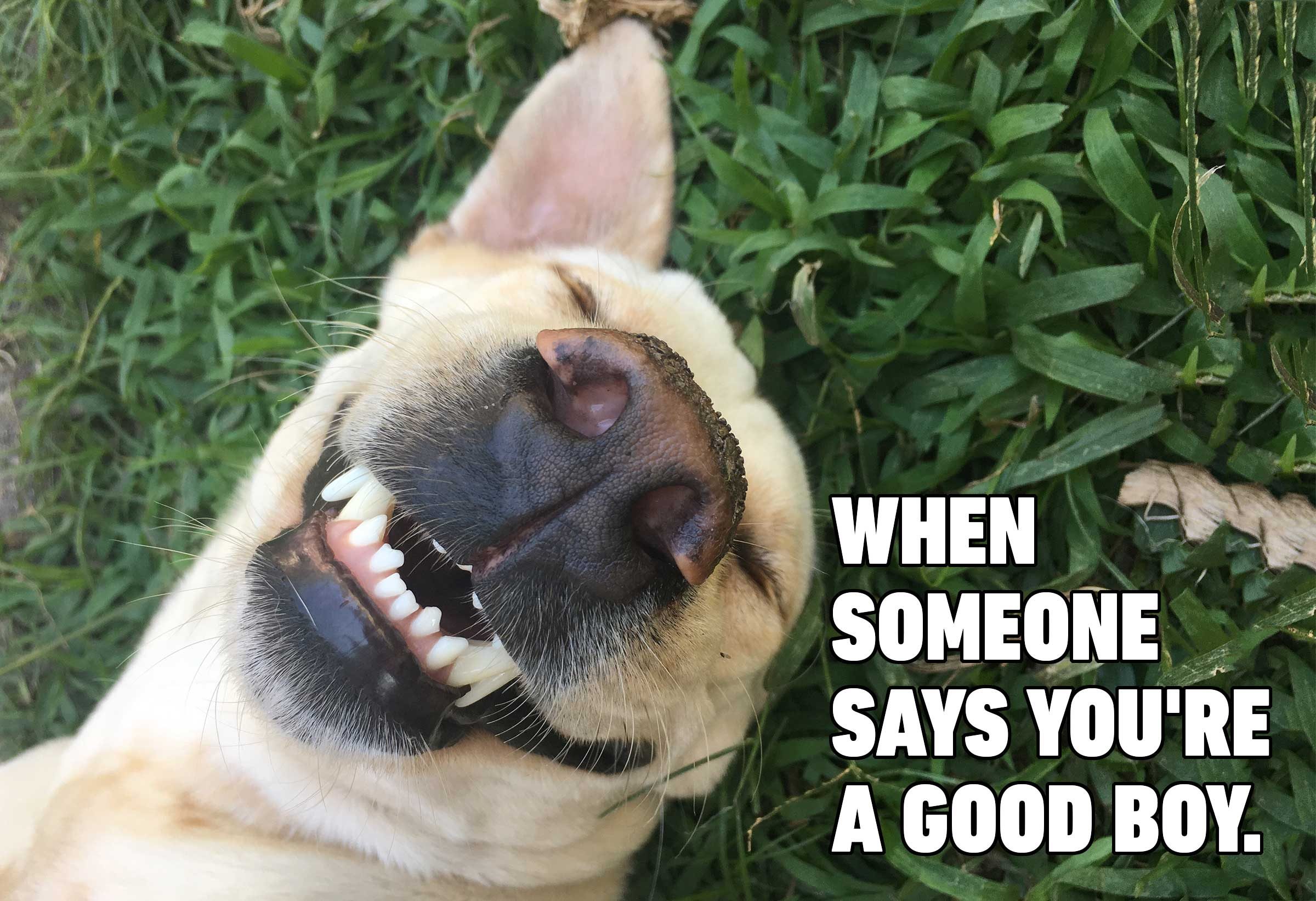 27 Dog Memes For When You Need That Daily Cute Fix Fu - vrogue.co