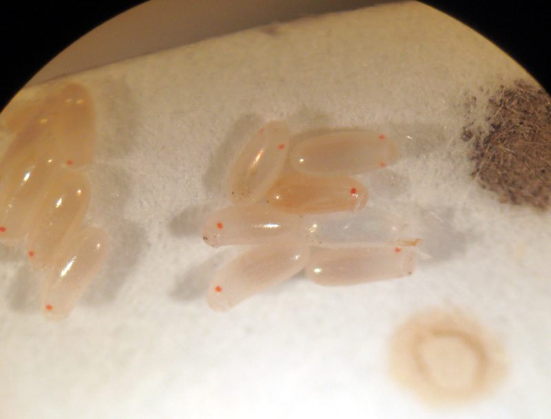 Bed Bug Eggs: What Do They Look Like? | Reader's Digest