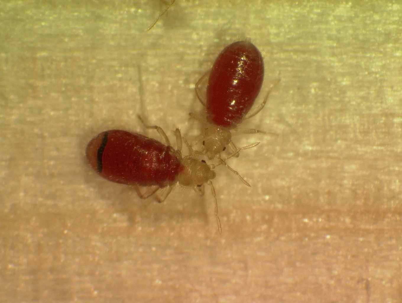Red Bed Bugs Bed Bug Get Rid