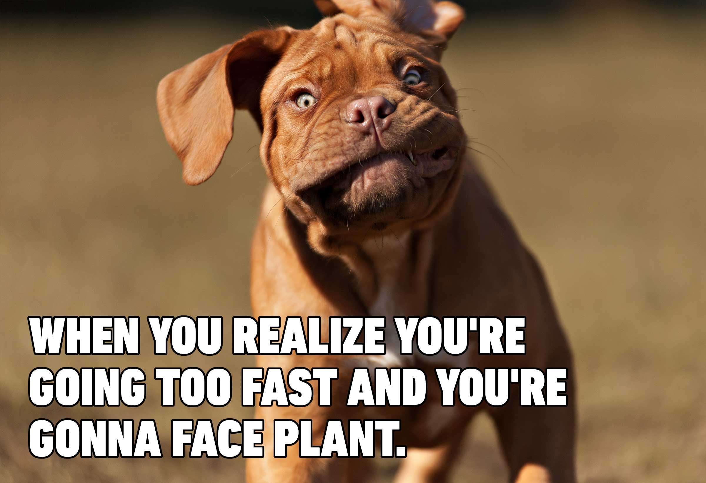 Featured image of post Funny Dog Memes Clean 2021 : Author cleanmemesposted on june 20, 2019june 12, 2019categories clean funny videos, clean memes, dog memestags clean funny images, clean memes, dog memes.