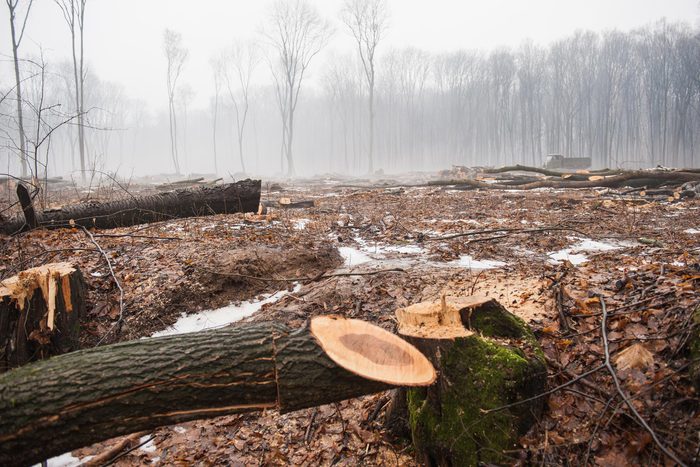 deforestation cut down trees