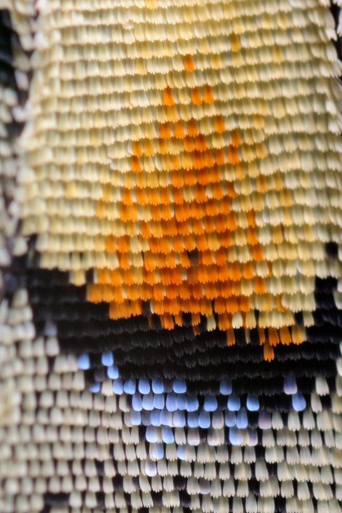 Extreme macro of Swallowtail butterfly wing