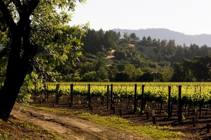 A cabernet sauvignon vineyard owned by Sterling Vineyard & Winery