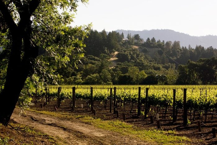 A cabernet sauvignon vineyard owned by Sterling Vineyard & Winery