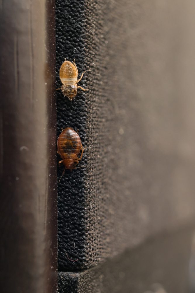 Cimex lectularius or bed bug changed skin on sound column