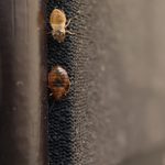 7 Things You Should Be Doing to Prevent Bed Bugs