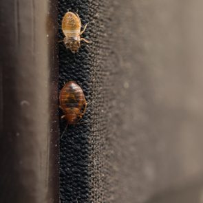 Cimex lectularius or bed bug changed skin on sound column