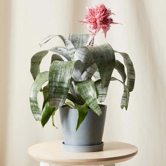 For the classic mom: Bloomscape Bromeliad Aechmea Pink Plant