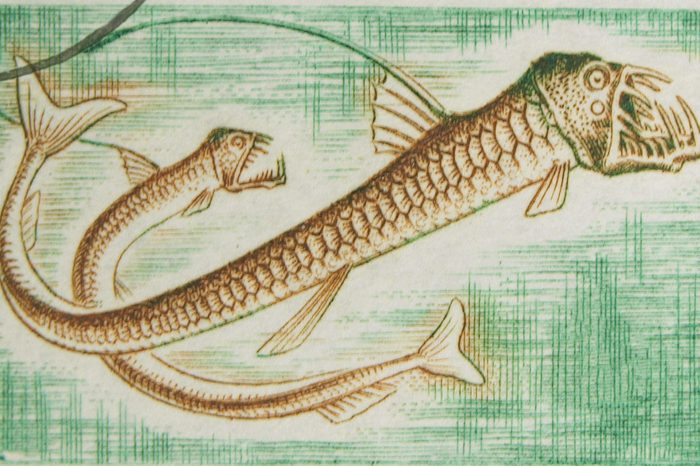 CONGO - CIRCA 1950s: A stamp printed in Congo showing Manylight Viperfish, circa 1950s