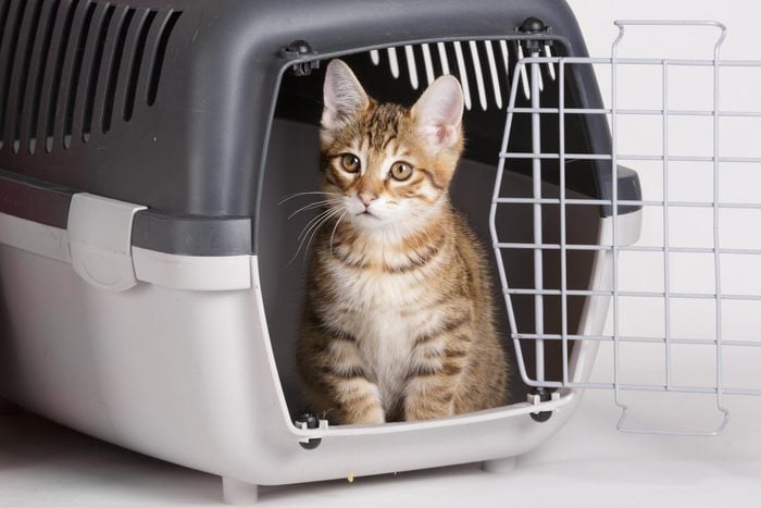 cat in a travel crate