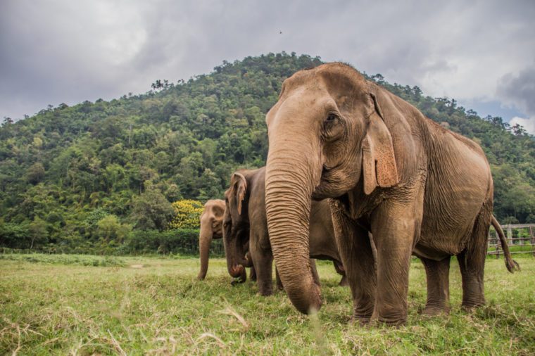 Elephants in Chiang Mai's Elephant Nature Park, Thailand