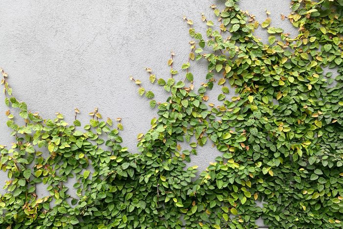 vine leaves wall
